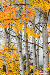 Bright Aspen & Dark Skies