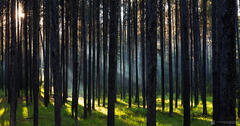 Through the Pines