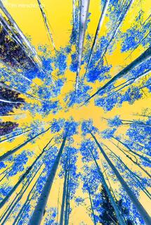 Psychedelic aspen trees photograph