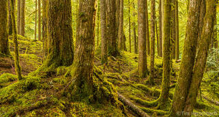 Fine Art Photograph of a mossy forest in Olympic National Park, Washington.