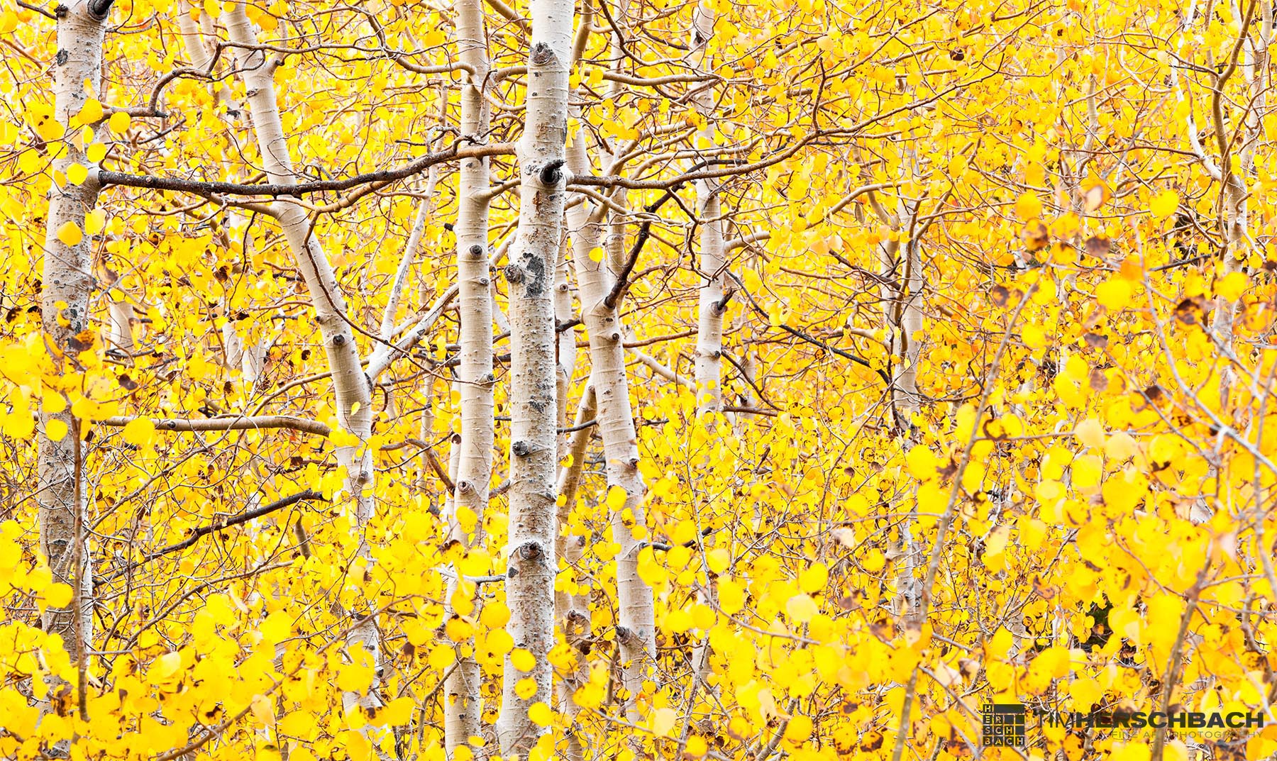 Yellow aspen leaves in fall fine art photograph